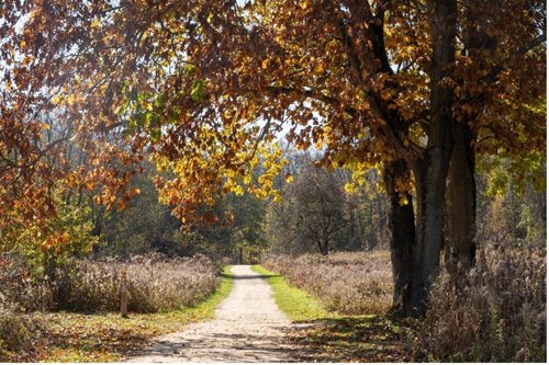 arafed view of a dirt road with a tree in the middle, a stock photo inspired by John Eyre, shutterstock contest winner, german romanticism, traveling long dirt road, a beautiful pathway in a forest, autumn background