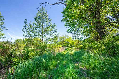 A peaceful path winding through a lush forest, flanked by tall grass and majestic trees, perfect for a nature walk.