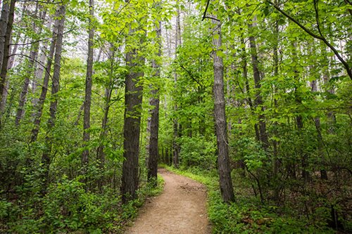 A tranquil trail in a wooded area, bordered by trees and verdant grass, offering a picturesque outdoor escape.