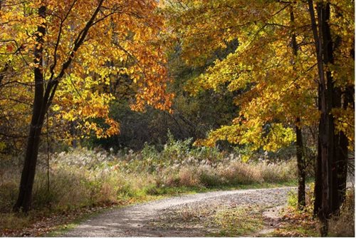 trees with yellow leaves on them are lining a dirt road, an impressionist painting inspired by Henry Carr, shutterstock contest winner, hudson river school, maple trees with fall foliage, fall foliage, fall vibrancy