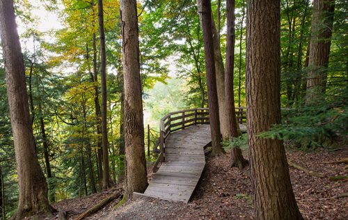 a pathway throughout the forest along a ledge with wood chips on the ground and green trees that are very high up 