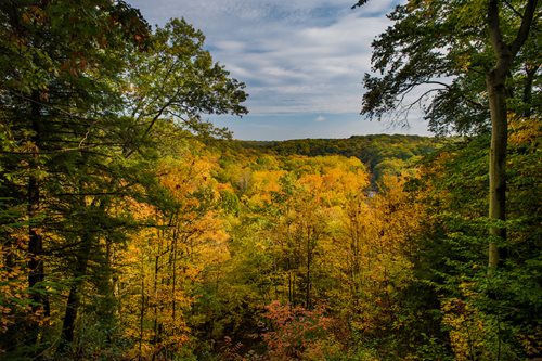 A forest of fall leaves with bright oranges yellows and greens with a blue sky 