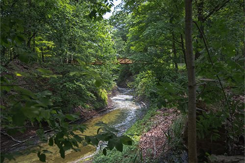 A picturesque wooden bridge crosses a gentle creek, nestled among the trees in a tranquil forest setting.