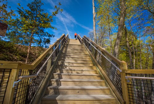 A person ascends a staircase surrounded by lush greenery in a serene woodland setting.