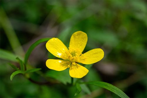 A delicate yellow flower stands out, growing in the verdant grass, adding a touch of brightness to the landscape.