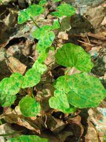 InvasivePlant-LesserCelandine_2.jpg