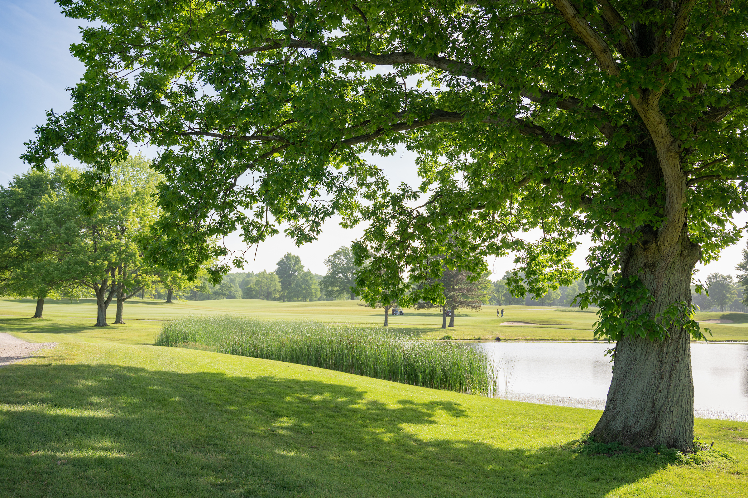 Seneca_Tree-and-Pond.jpg