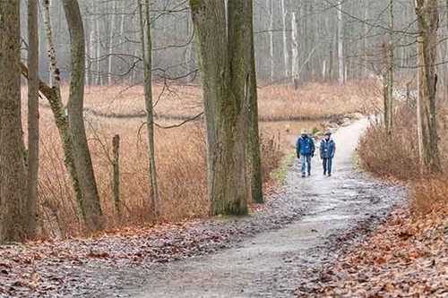 Two individuals stroll along a serene path surrounded by lush greenery in a tranquil forest setting.