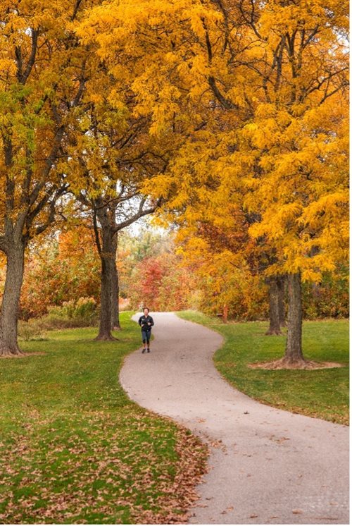 a person riding a bike down a path between two trees, a stock photo by David G. Sorensen, shutterstock contest winner, regionalism, parks and public space, maple trees with fall foliage, fall foliage