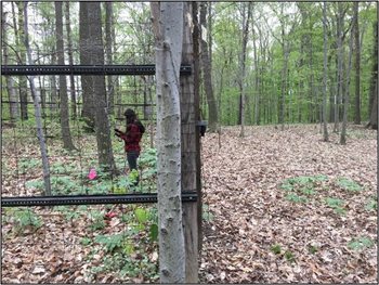 Fenced-vegetation-area.jpg