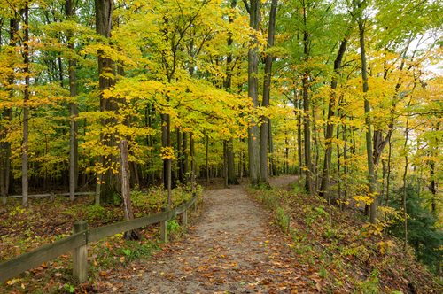 A peaceful trail in the woods, covered with golden yellow leaves, showcasing the charm of the autumn season.