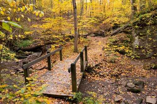 A serene wooden bridge surrounded by trees adorned with vibrant yellow leaves in a tranquil forest setting.