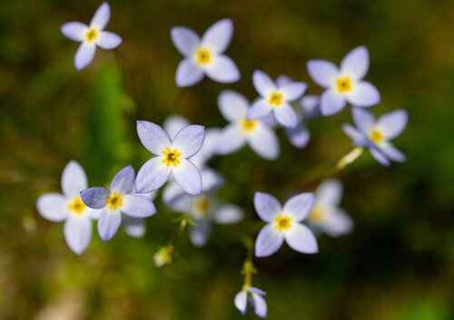 Delicate blue flowers featuring yellow centers scattered in lush grass.