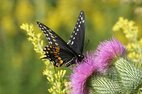 black-swallowtail.jpg a black butterfly with white specs and orange detailing landing on a cactus with a blurred yellow and green background
