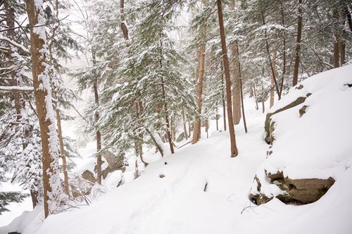 A snowy path in the woods, flanked by trees, creating a calm and inviting atmosphere in a winter wonderland.