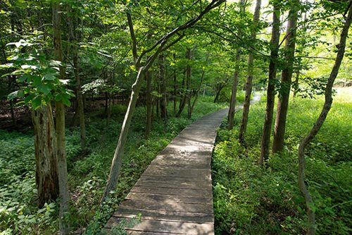 A picturesque wooden boardwalk meandering through a dense woodland, showcasing the beauty of the surrounding trees.