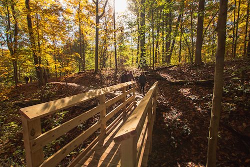 wooden bridge over woodtrips in a forest