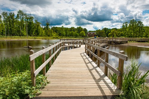 Pathway through a lush green forest with tall trees and dappled sunlight, ideal for nature walks and outdoor exploration.