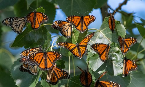 A cluster of vibrant monarch butterflies resting on the branches of a tree, showcasing their striking orange and black wings.