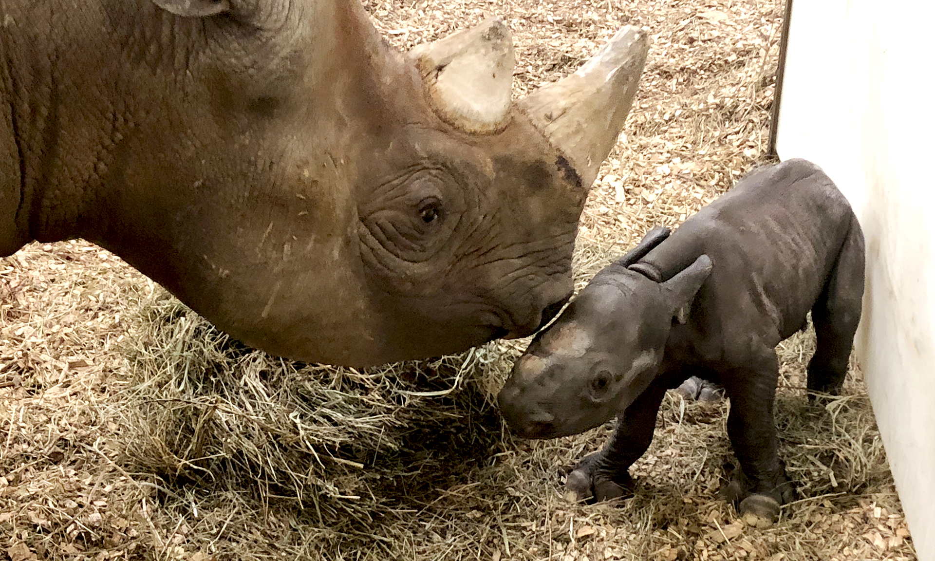 rhinoceros babies