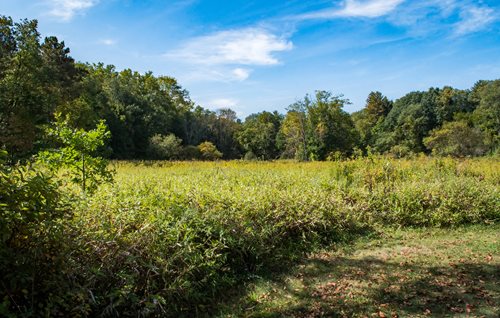 Field of grass surrounded by green trees and a bright blue sky with white clouds