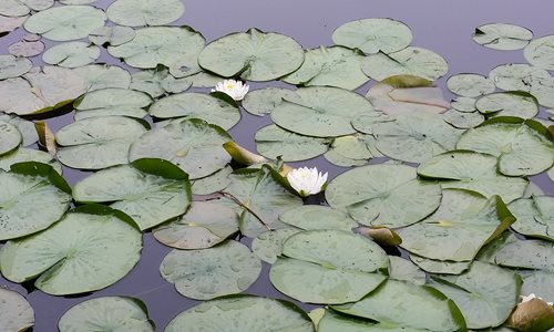 Water-lilies-BCR-Beyers-Pond_1.jpg