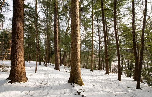 A serene snowy forest featuring tall trees blanketed in fresh snow, creating a tranquil winter landscape.