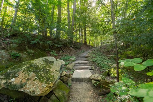 An upward path in the forest surrounded by stones, leaves, weeds, and high trees