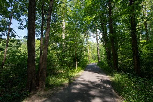 Pathway through a lush green forest with tall trees and dappled sunlight, ideal for nature walks and outdoor exploration.