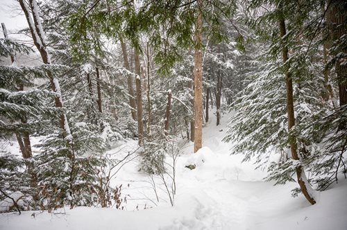 A snowy path in the woods, flanked by trees, creating a calm and inviting atmosphere in a winter wonderland.