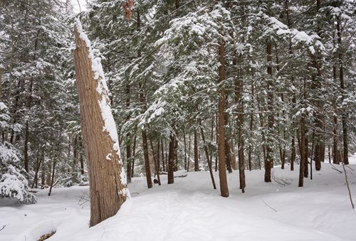 A serene snow-covered forest featuring a prominent tree trunk at the center, surrounded by white-draped trees.