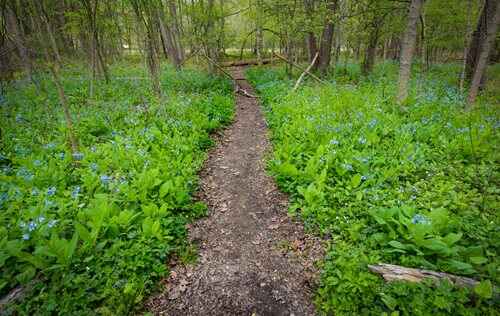 A serene woodland trail adorned with vibrant blue flowers, inviting exploration and appreciation of nature's beauty.