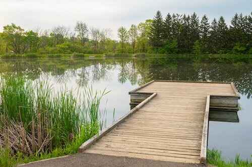 A peaceful lakeside dock nestled among vibrant tall grass, reflecting the calmness of the surrounding nature.