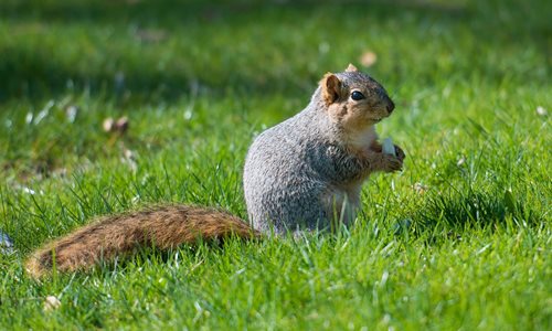 Fox-squirrel.jpg