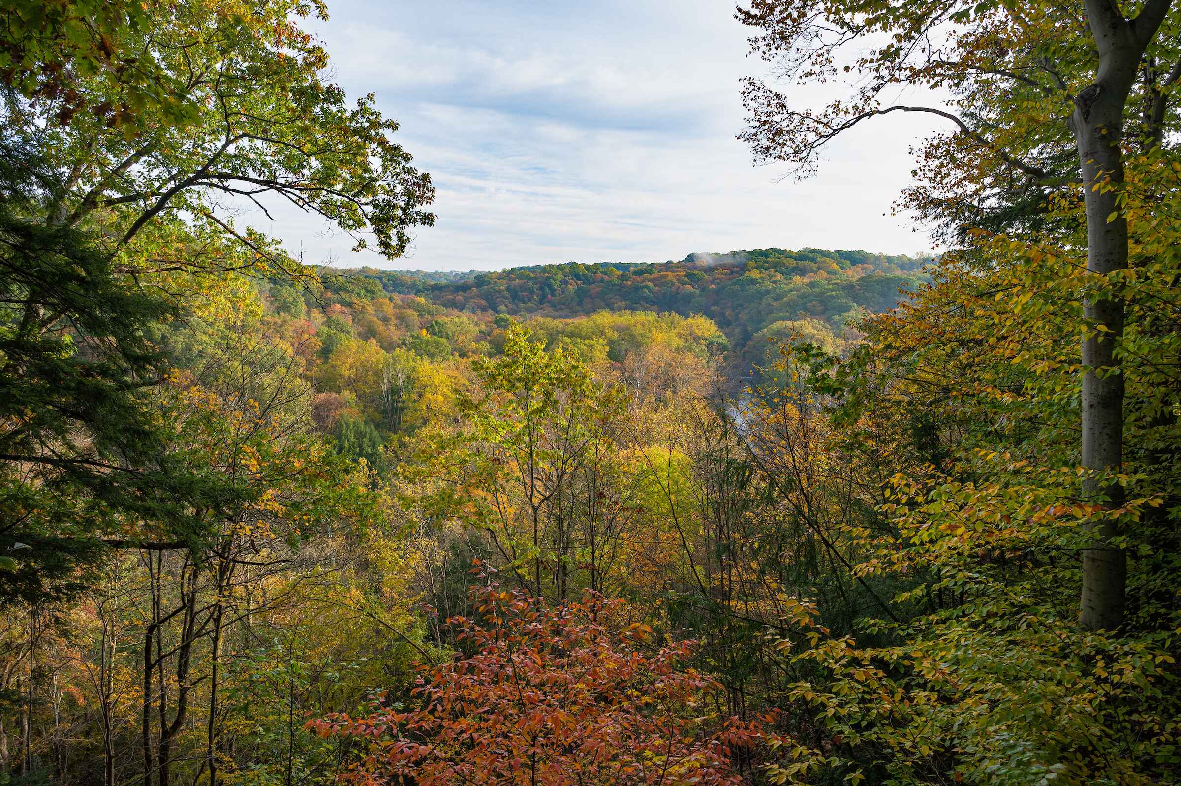 A serene forest scene featuring tall trees alongside a gently flowing river, showcasing nature's tranquility.