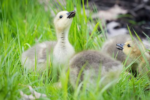 A trio of baby geese in a grassy field, highlighting their soft down and playful demeanor.