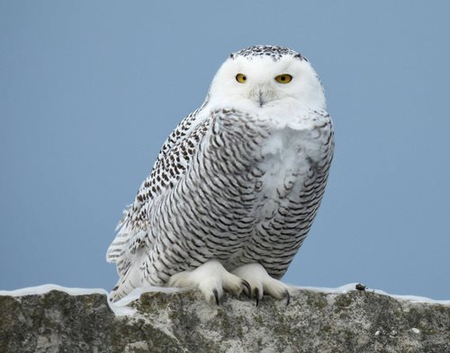 A white owl with black detailing and bright yellow eyes sitting on a snowy ledge with light grey blue background