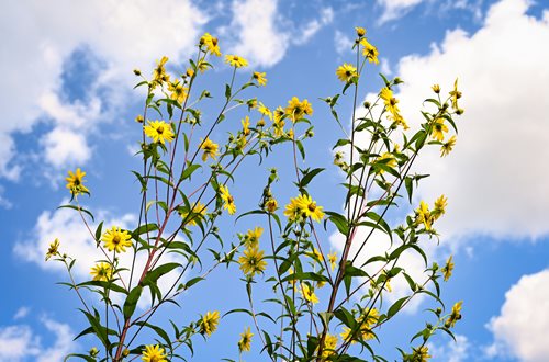 Yellow flowers with green leaves surrounded buy clouds from a low perspective