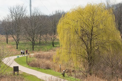 A picturesque path traverses a grassy field, surrounded by trees, with a single tree standing prominently along the route.