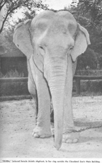 Frieda the elephant