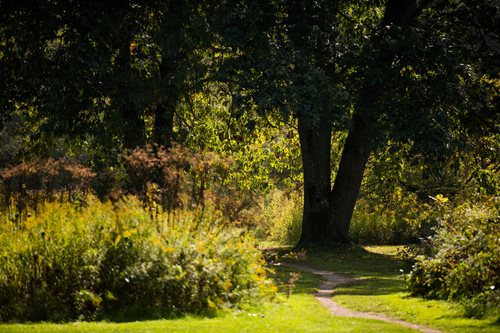 A tranquil pathway meandering through a grassy field, surrounded by trees and colorful bushes.