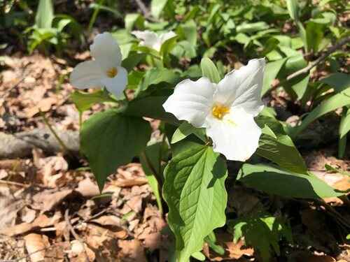 A pair of white flowers thrive in a lush forest environment, showcasing nature's beauty.