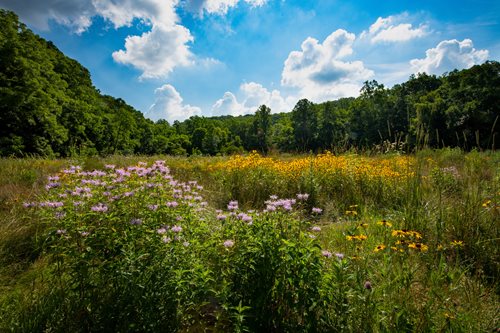 A flower field filled with grown out pink and yellow flowers surrounded by trees in a forest with bright blue skies