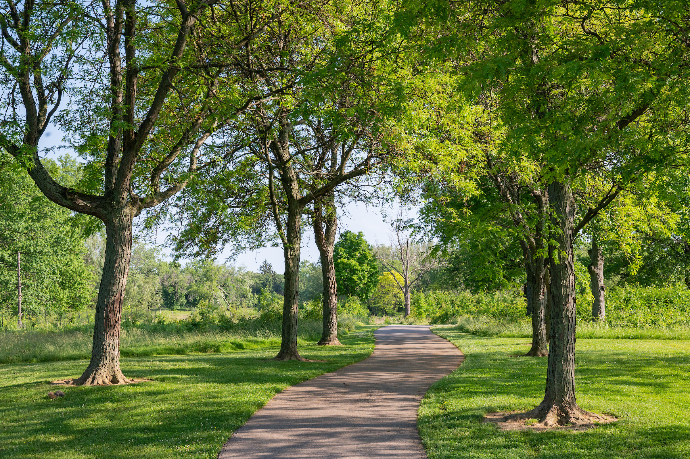 Pathway through a lush green forest with tall trees and dappled sunlight, ideal for nature walks and outdoor exploration.