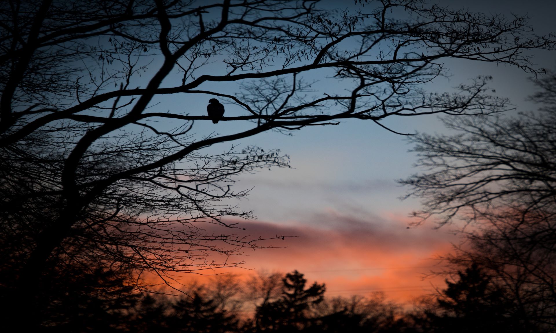 Nocturnal Nature Hike* thumbnail image