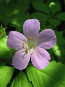 InvasivePlant Wild Geranium