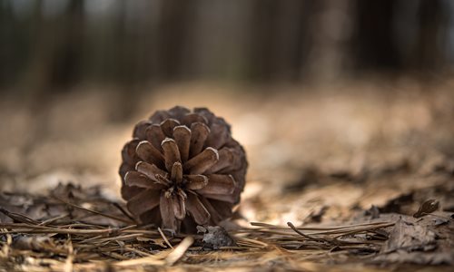 Pine-cone.jpg