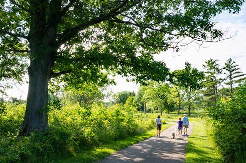 Three people walking a dog on a paved path through a lush, green park with trees and shrubs under a clear sky.