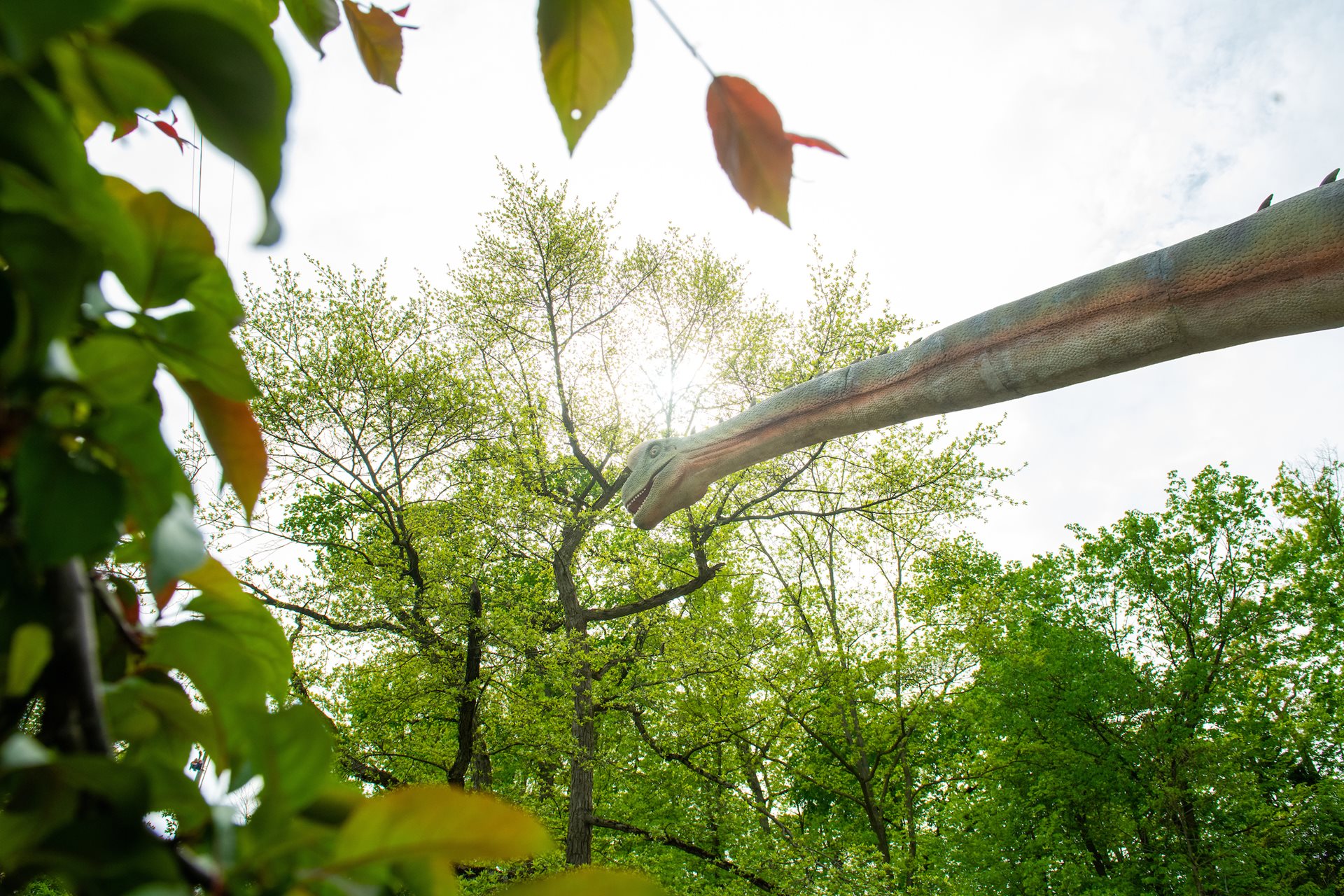 Roaring into Summer: Experience Dinosaurs at Cleveland Metroparks Zoo