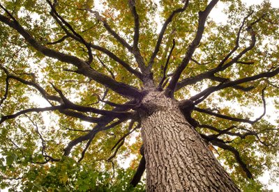 Tree shot from bottom